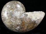 Rare Argonauticeras Ammonite - Amber Colored Crystals #23358-3